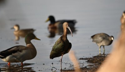 White-faced Ibis, being kept company by Mallards, Blue-winged Teal and American Coot