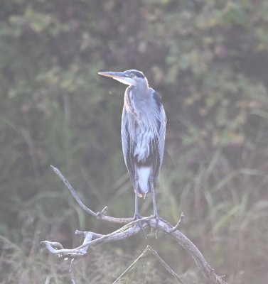 We finally left the ibis and drove W to find this Great Blue Heron.