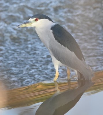 We drove to the W end of the canal and found several Black-crowned Night Herons.