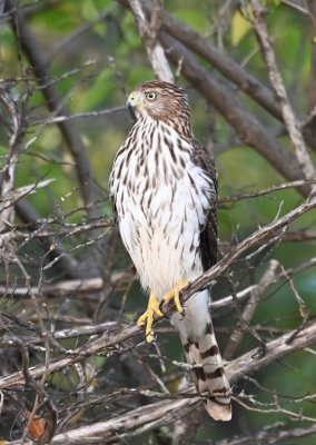 We drove around by Prairie Dog Point and, as we turned back N to get on the dam road, this juvenile Cooper's Hawk watched us from the trees to the east.