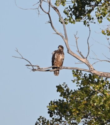 An immature Bald Eagle watched us from a nearby perch.