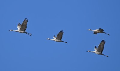 The Sandhill Cranes were moving to the surrounding fields from the overnight roosting spots on the lake.