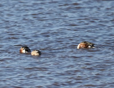 The Northern Shovelers kept their heads down.