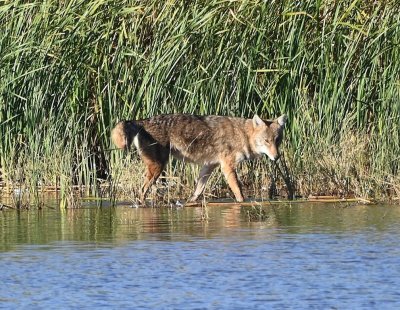 The coyote wandered along the edge of the reeds before disappearing into them.