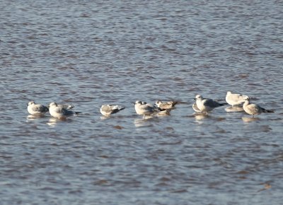 There were one or two Franklin's Gulls among the Ring-billed Gulls in the water.