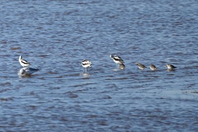We also saw American Avocets and dowitchers from the roost blind.