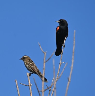 We walked the nature trail and saw female and male Red-winged Blackbirds.