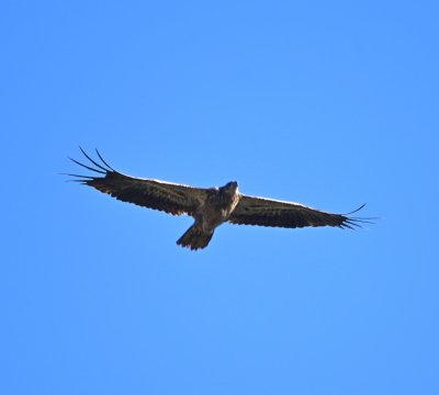 One or two more immature Bald Eagles soared overhead, along with a Red-tailed Hawk.