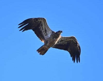 Immature Bald Eagle