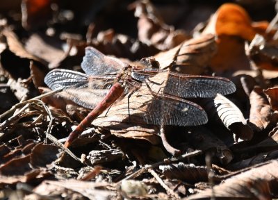 Despite its being a chilly morning, there were many dragonflies along the trail, like this Variegated Meadowhawk.