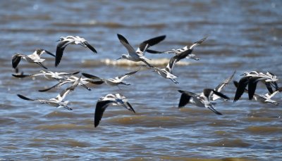 I got a little too close for their comfort and the American Avocets took to the air.