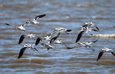American Avocets, in flight over the lake at Salt Plains NWR near Nescatunga, OK