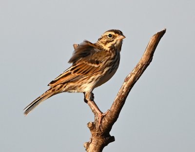 Savannah Sparrow, being blown by the wind