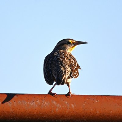 We heard this Western Meadowlark calling from its perch on a gate.
