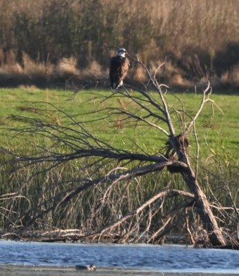After leaving Drummond Flats, we stopped at the Dover marsh, where we saw a Bald Eagle perched on a snag on the opposite shore.