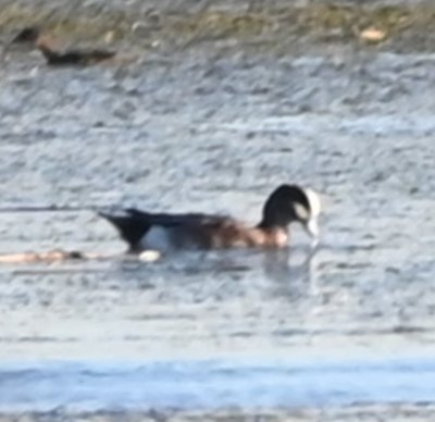 There were several species of ducks on the water, including American Wigeons.