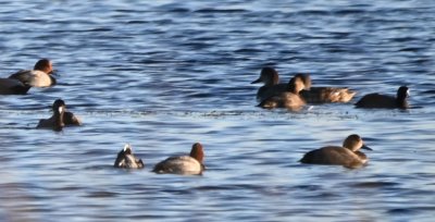 Redheads, coots and other ducks at Dover marsh