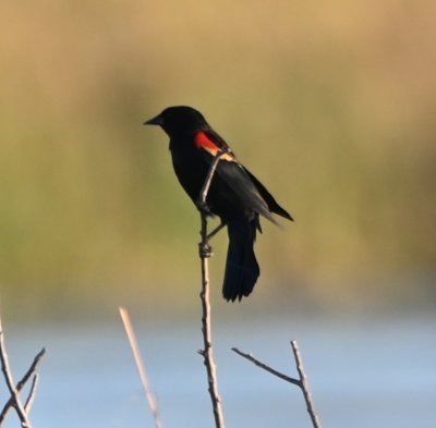 In the reeds on our side of the marsh, some Red-winged Blackbirds were roosting.