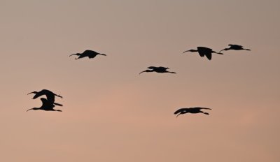 Then, in the pink sky after the sun was down, our persistence was rewarded with a group of dark ibis cruising in the land in the reeds on the W side of the marsh.