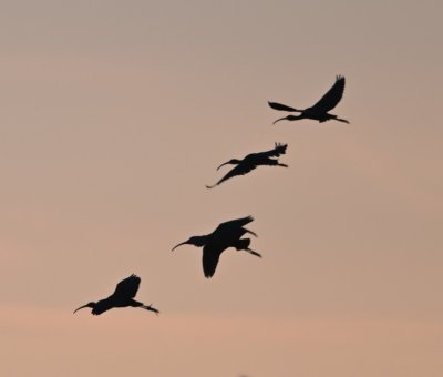 Ibis, silhouetted against the evening sky