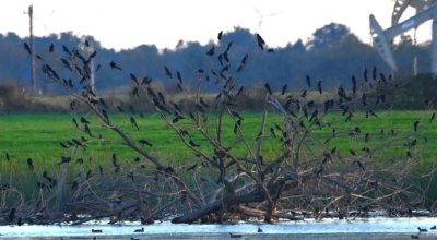 More birds came in to roost for the evening, including this big group of grackles on the far S shore.
By then it was too dark to see much or to take photographs, so we called it a day.