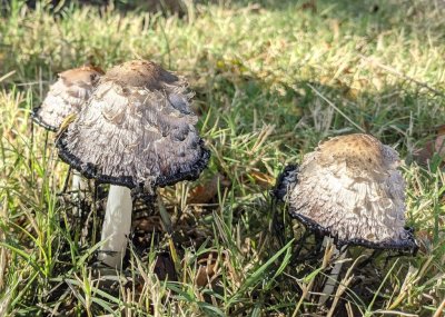 Inky Cap mushrooms, along the nature trail