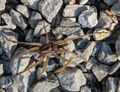 Dotted Wolf Spider, on the gravel trail
