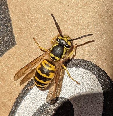 When we got back to our cars, we decided to eat our packed lunches and this Eastern Yellowjacket was very interested in what we brought.