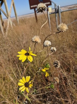This Prairie Sunflower was growing near the observation deck.