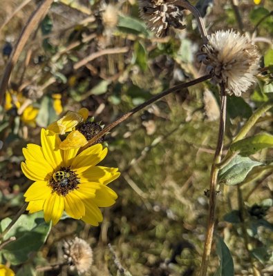 Prairie Sunflower, with Spotted Cucumber Beetle