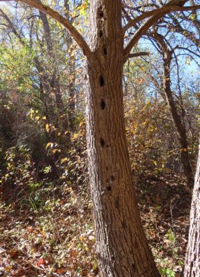 The tree had an odd series of holes vertically along the trunk.