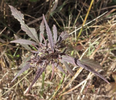 iNaturalist says this is Cannabis sativa that Mary photographed along the trail.
