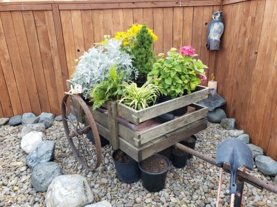 Pepper made this cart and created a planter in the corner of the back yard.