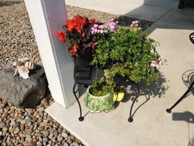 Patio plants