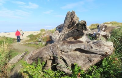 Next he took us to Heceta Beach.
Pepper and Steve walked out on the beach while Mary took photos of giant driftwood.