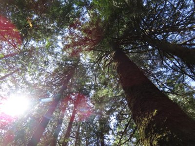 Looking up at the canopy of trees from the path