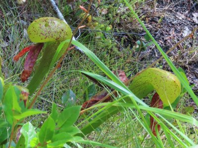 Mary thought the leaves hanging down from the 'mouth' looked like weird fangs. The Cobra Lily on the left even has an 'eye.'