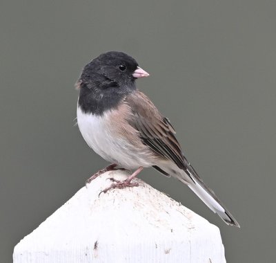 In the parking lot, we found people feeding the birds, like this Oregon Junco.