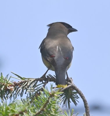 While we were taking pictures of the logs, eagle-eye Jackie spotted a Cedar Waxwing in a nearby tree.