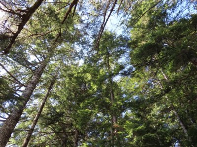 Another of Mary's photos of the forest canopy above us