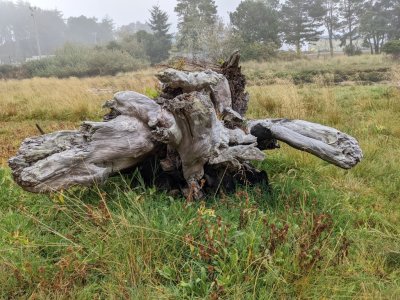 And an interesting piece of driftwood to close with