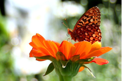 Butterfly (1).jpg