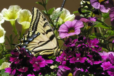 Butterfly on flower basket.jpg