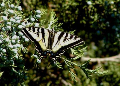 Swallowtail (1).jpg