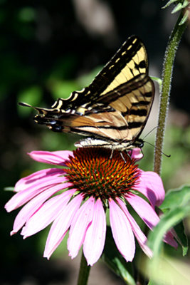 swallowtail.jpg