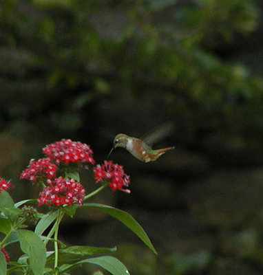 Rufous Hummingbird