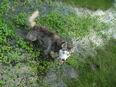 Corporal the dog taking a dip