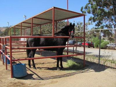 Rex waiting for his inspection