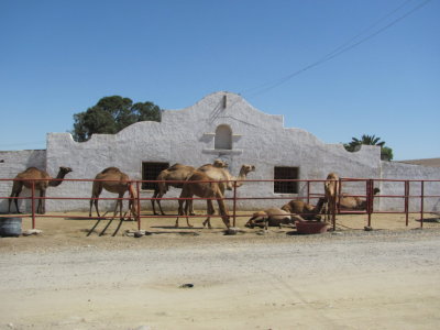 Camels