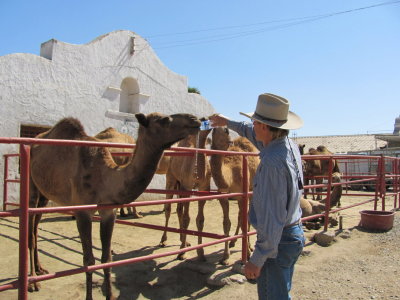 Thirsty camel